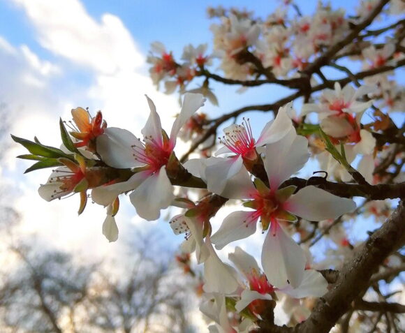 Neke bolesti najčešće 'ožive' u proljeće