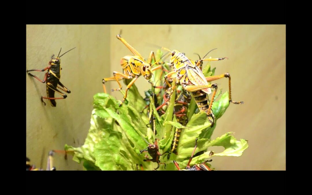 Godine koje su nam pojeli vučići