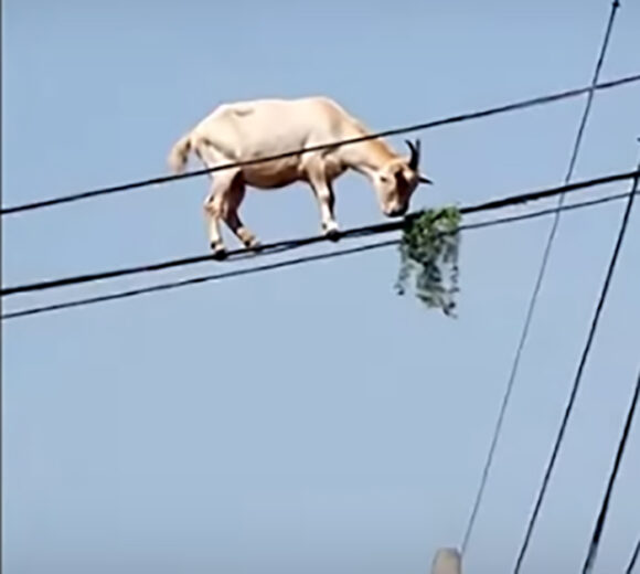 koza na dalekovodu