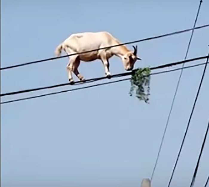koza na dalekovodu