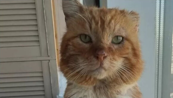 Uginuo mačak koji je dugo živio na grobu vlasnika