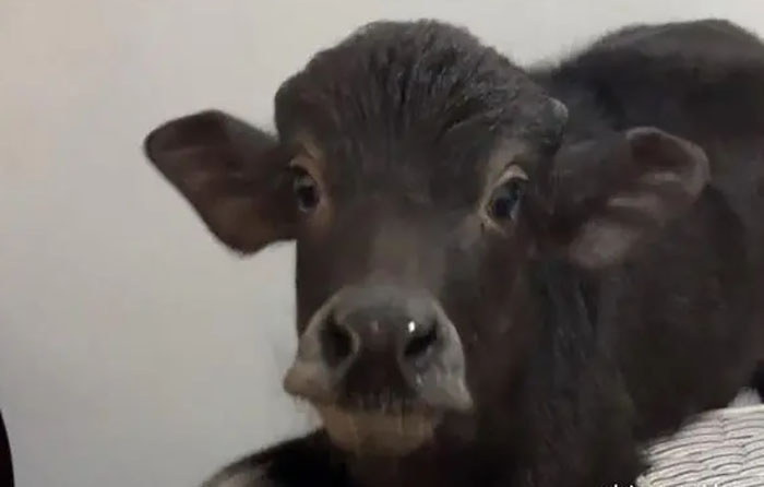 tele bivola tele bivola