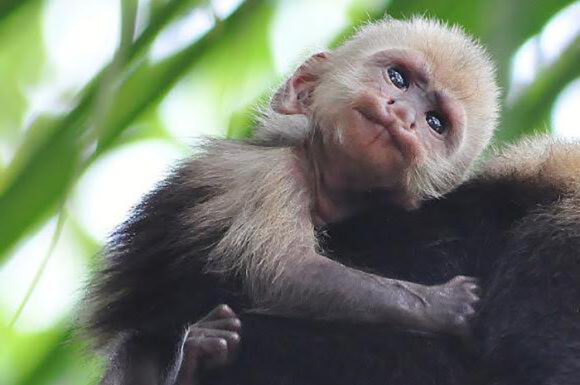 Neobično ponašanje majmuna kapucina
