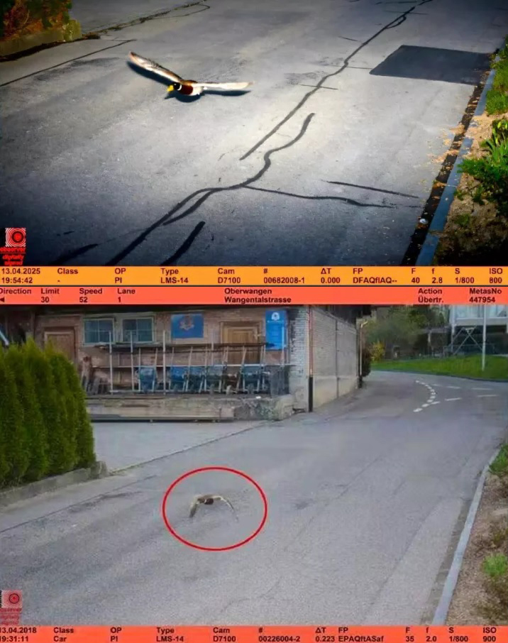 Istog dana, sa sedam godina razmaka, ista nadzorna kamera je snimila prebrze – patke. Patke su letjele i istom brzinom, 52 km/h, a ograničenje je 30 km/h