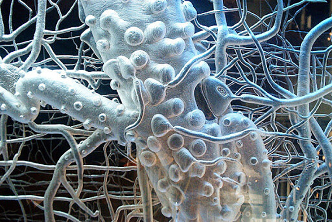 Vagus nerv i mentalno zdravlje