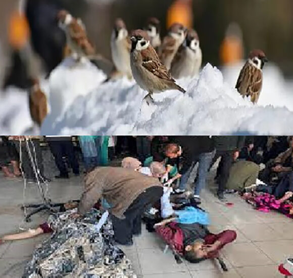 vrapci i Palestinci