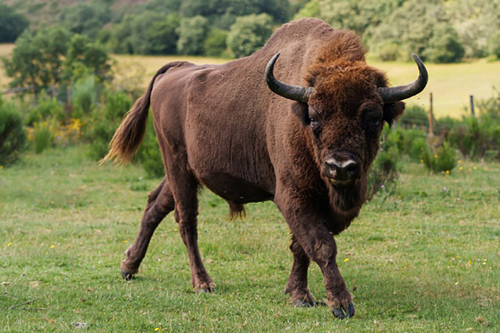 Ilustracija Bizoni na Kosovu