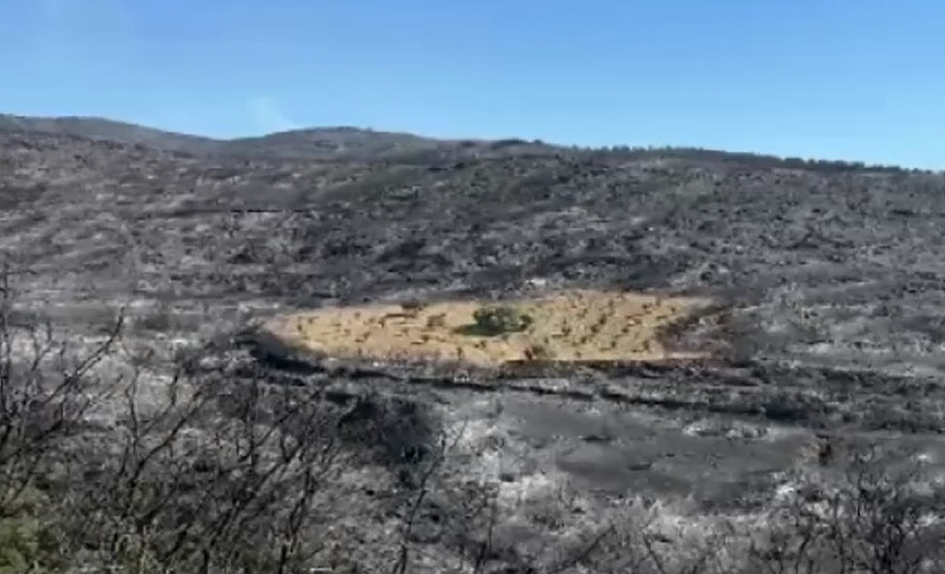 Foto: Screenshot Sve sagorelo, maslinjak ostao