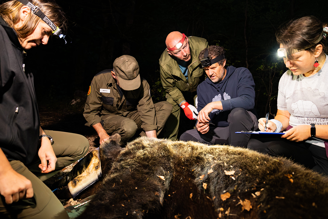 Foto: CZIP Uhvaćen i telemetrijski obilježen još jedan medvjed u NP Durmitor