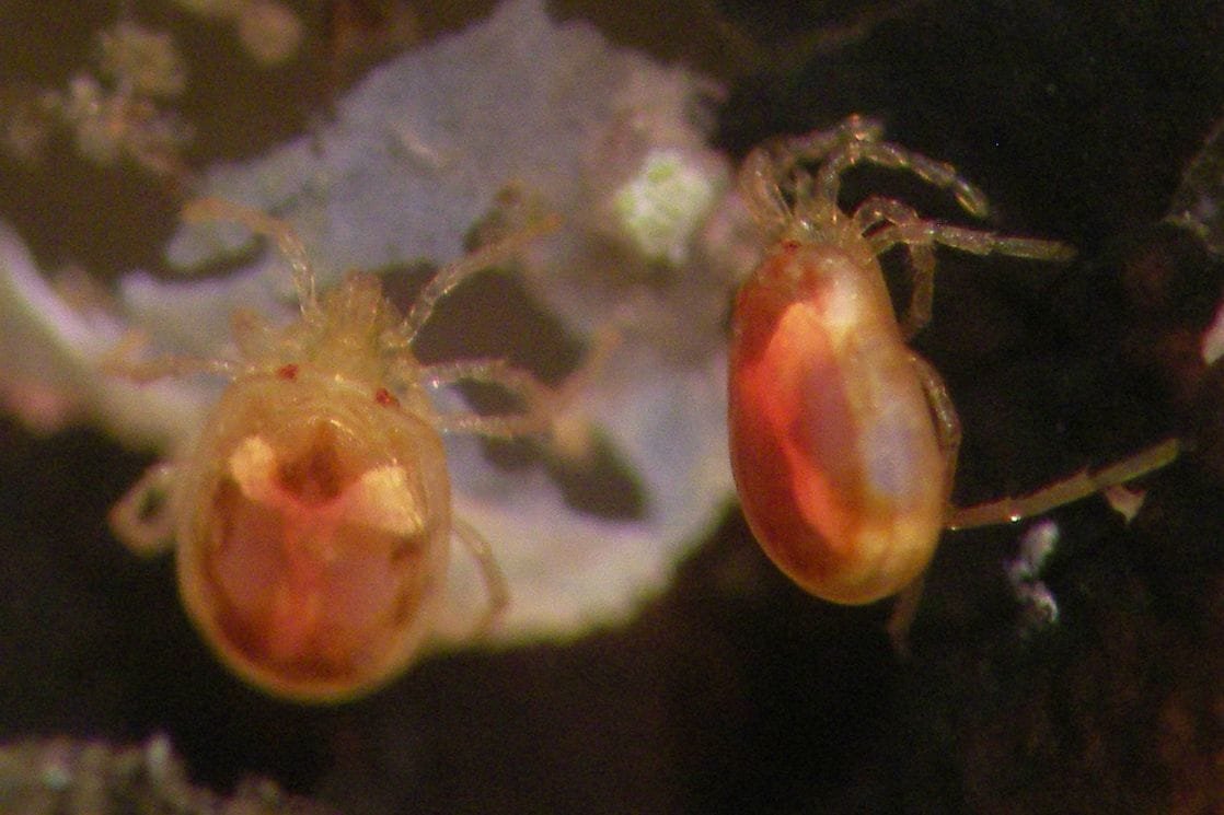 grinja njegos grinja njegos