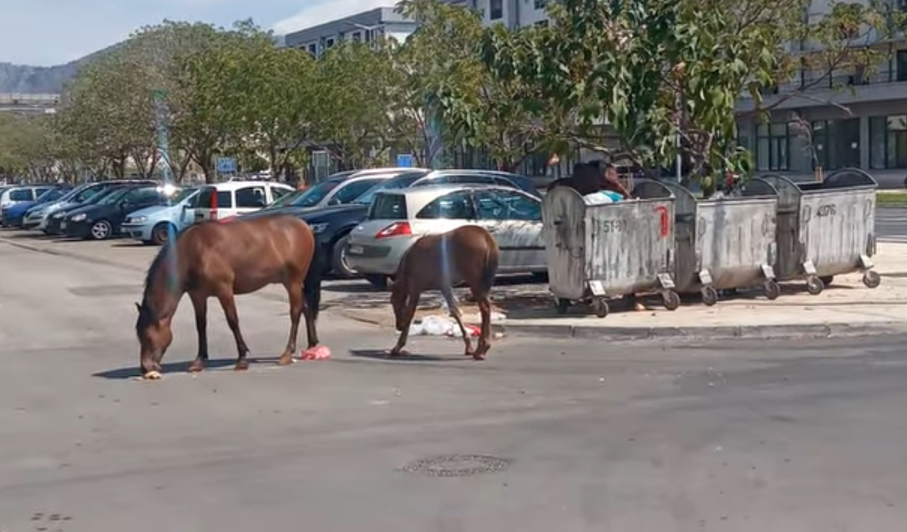 Foto: Screenshot Kad projektant bulevara zanemari konje