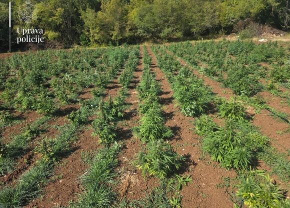 Crnogorska policija otkrila veliko uzgajalište marihuane