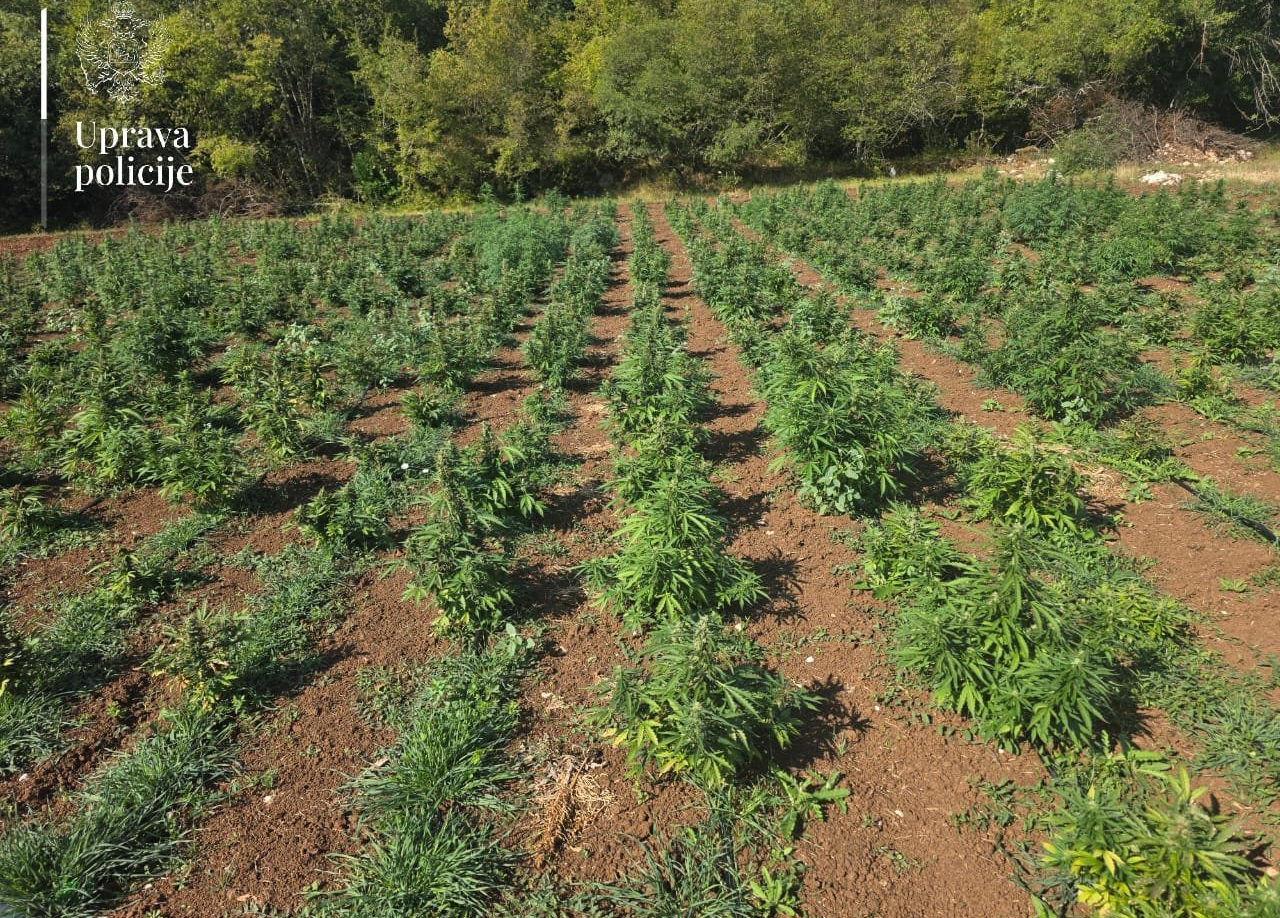 Crnogorska policija otkrila veliko uzgajalište marihuane
