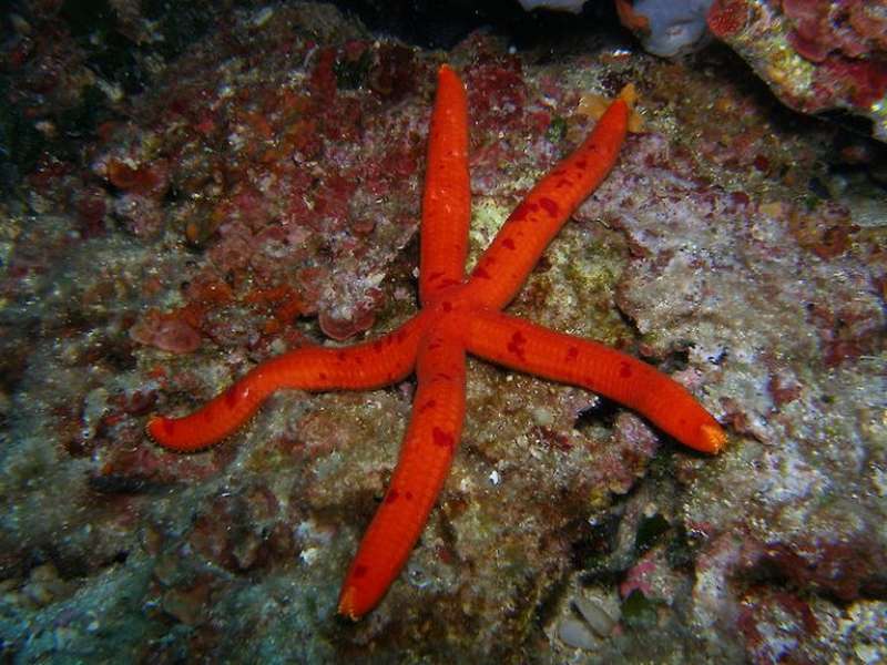 Bakterija uništava morske zvijezde