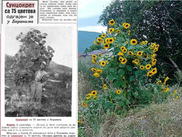 Suncokret sa mnogo glava u Beranama