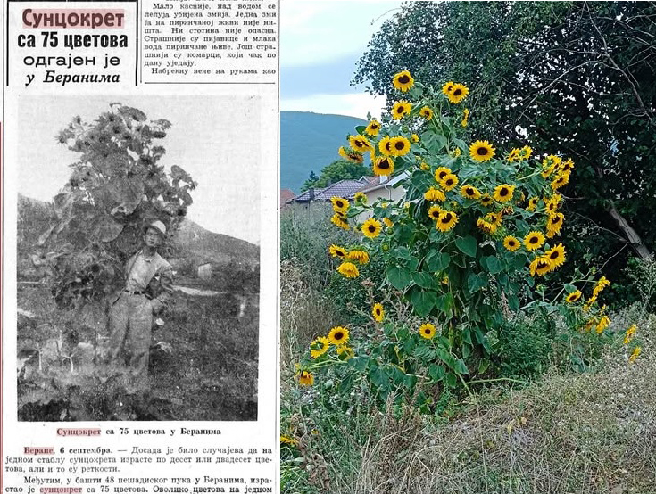 Foto: Facebook Suncokret sa mnogo glava u Beranama