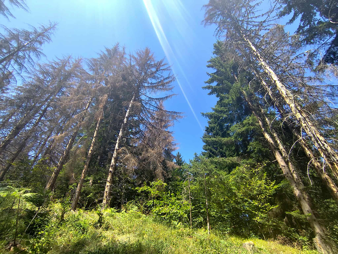 Šume Crne Gore nestaju pred potkornjakom i klimatskim promjenama