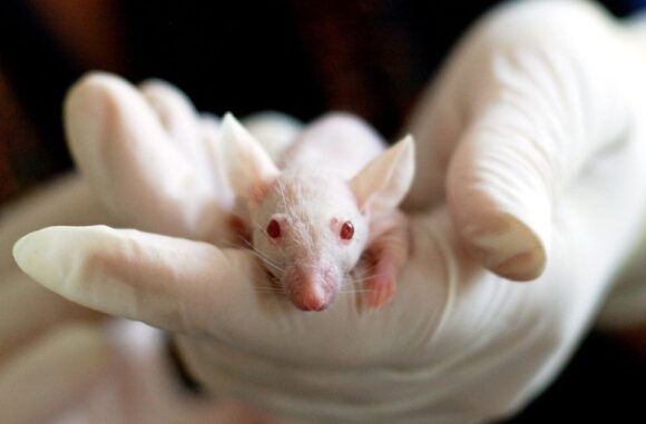 testiranja na zivotinjama