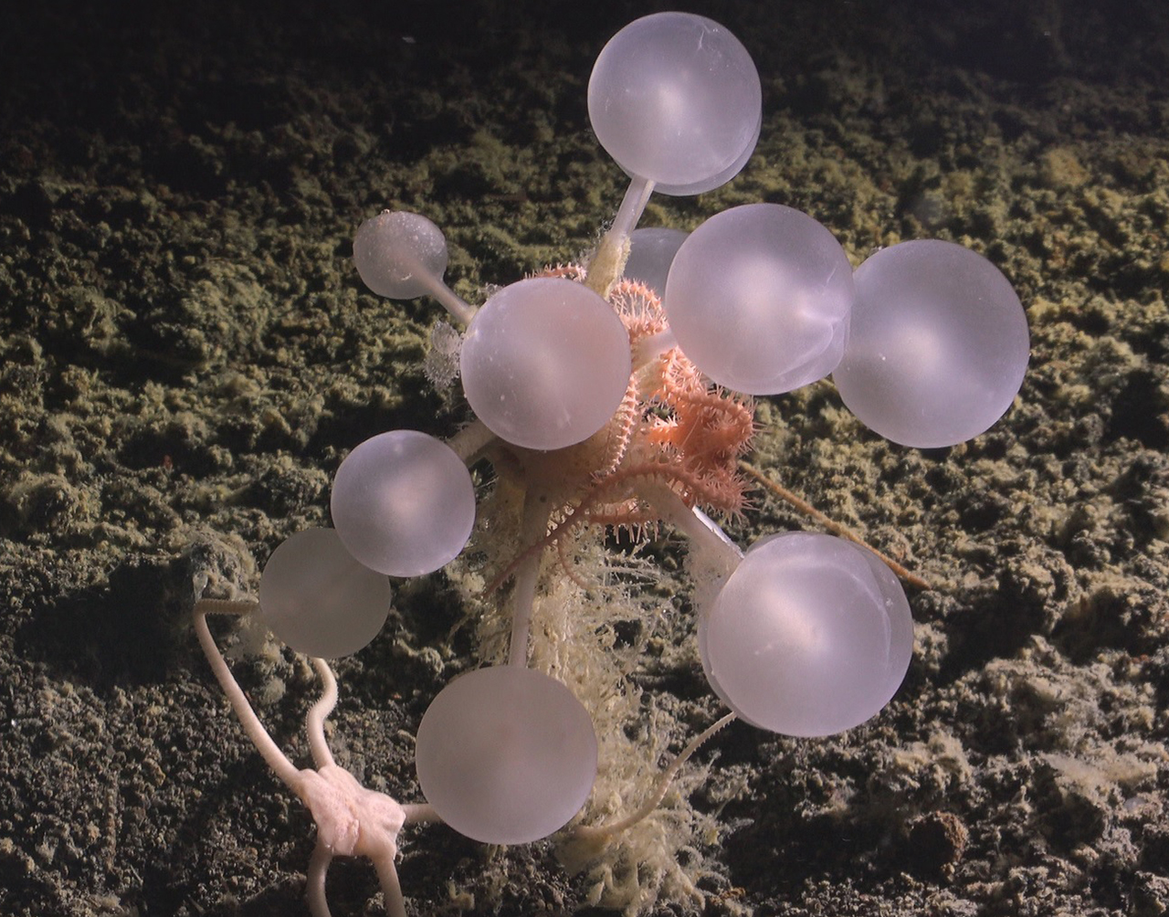 U Južnom okeanu pronađeno 30 novih vrsta