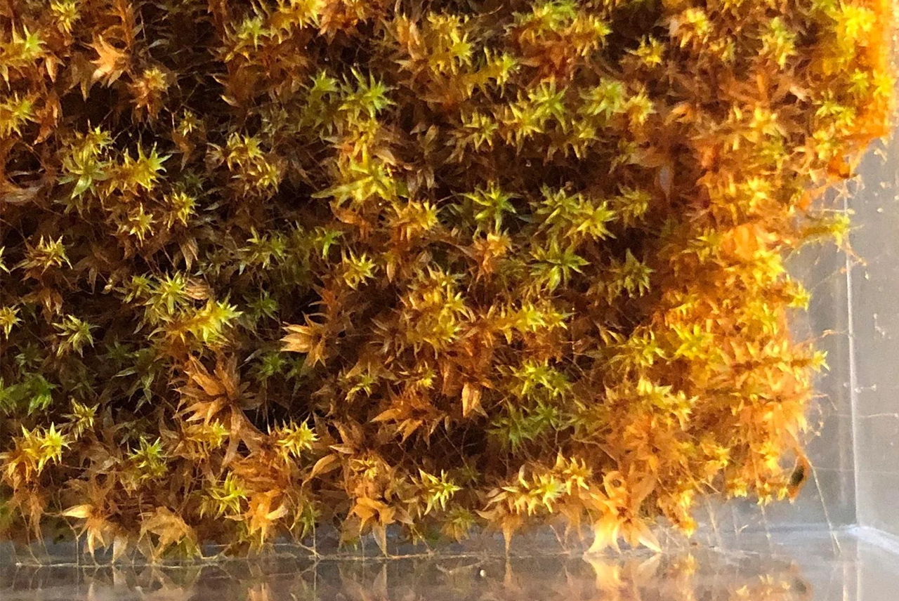 Physcomitrium patens Mahovina Physcomitrium patens, jedna od najstarijih kopnenih biljaka na Zemlji, provela je devet mjeseci pričvršćena za spoljašnji dio Međunarodne svemirske stanice