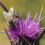 Nova pčela "Lucifer" sa rogovima otkrivena u Australiji