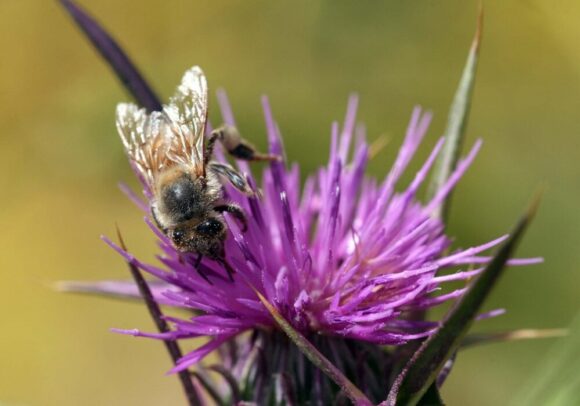 Nova pčela "Lucifer" sa rogovima otkrivena u Australiji