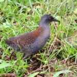 Ptica galapagoska barska koka (laterallus spilonota), koja se smatrala izumrlom, ponovo je poslije 200 godina viđena na Floreani