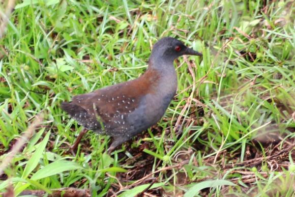 Ptica galapagoska barska koka (laterallus spilonota), koja se smatrala izumrlom, ponovo je poslije 200 godina viđena na Floreani