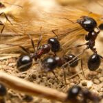 Šverc mrava iz Kenije