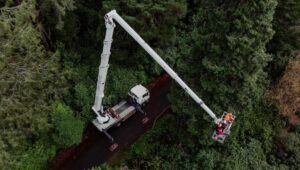 Stara sekvoja postala Ginisova rekorderka