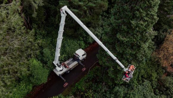 Stara sekvoja postala Ginisova rekorderka