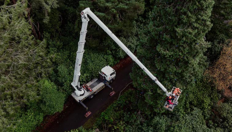 kicenje sekvoje Stara sekvoja postala Ginisova rekorderka