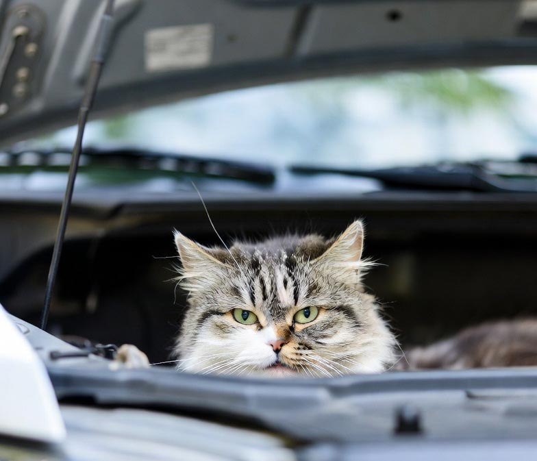 Foto: AI Mačka pod haubom