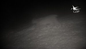 Potvrđeno prisustvo risa u Parku prirode Piva