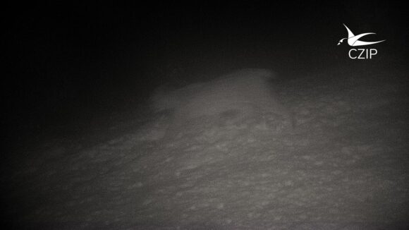 Potvrđeno prisustvo risa u Parku prirode Piva