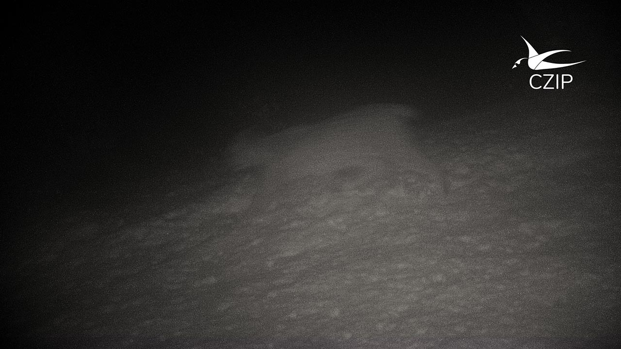 Potvrđeno prisustvo risa u Parku prirode Piva