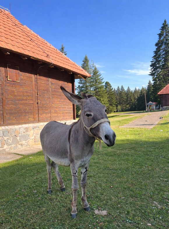 Magarci Mija Raičevića