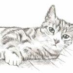 Finski mačak čeka titulu najstarijeg na planeti