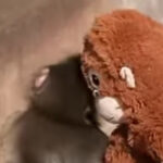 Majmunče sa plišanom igračkom