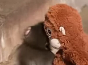 Majmunče sa plišanom igračkom