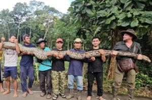 Ibu Baron najduža zmija ikada izmjerena u divljini