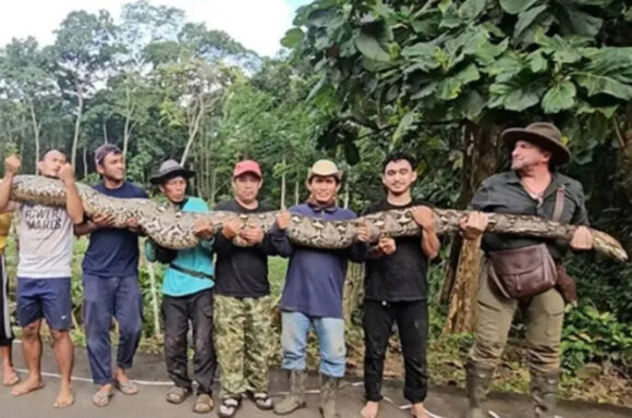 Ibu Baron najduža zmija ikada izmjerena u divljini