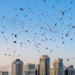 Čemu slute jata ptica iznad Tel Aviva