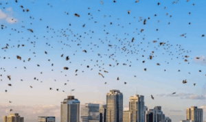 Čemu slute jata ptica iznad Tel Aviva