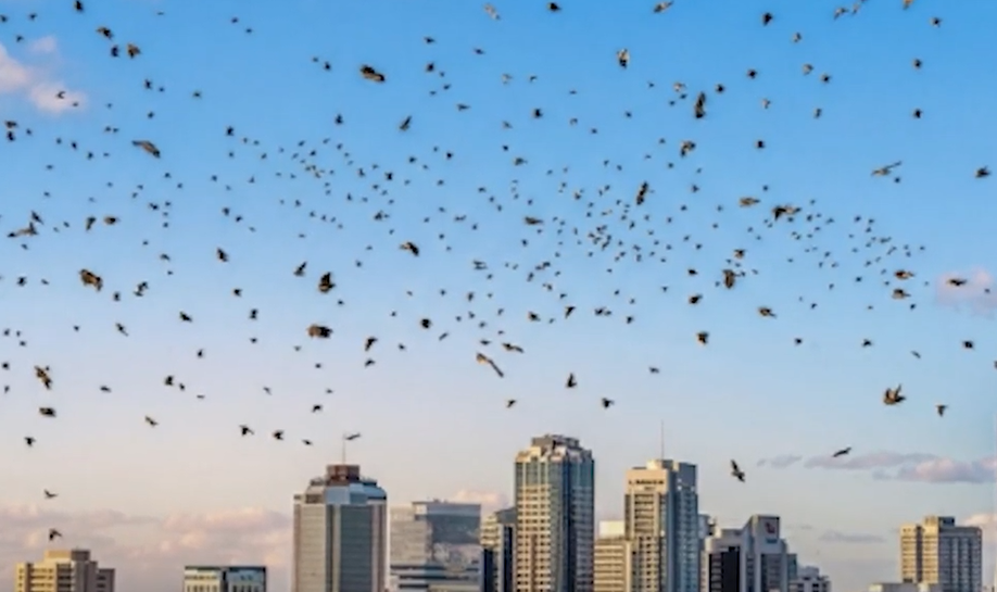Čemu slute jata ptica iznad Tel Aviva