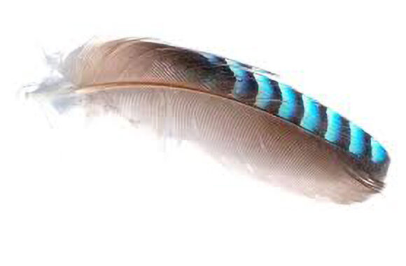 Dok šetate ulicom, kad ugledate pero koje leži na tlu, uzmite ga i ponesite kući. Stavite pero u posudicu ili na policu, a možete ga i objesiti, jer je ono moćna amajlija koju vam šalje nebo