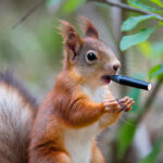 Vjeverice privlači voćni ukusi vejpa