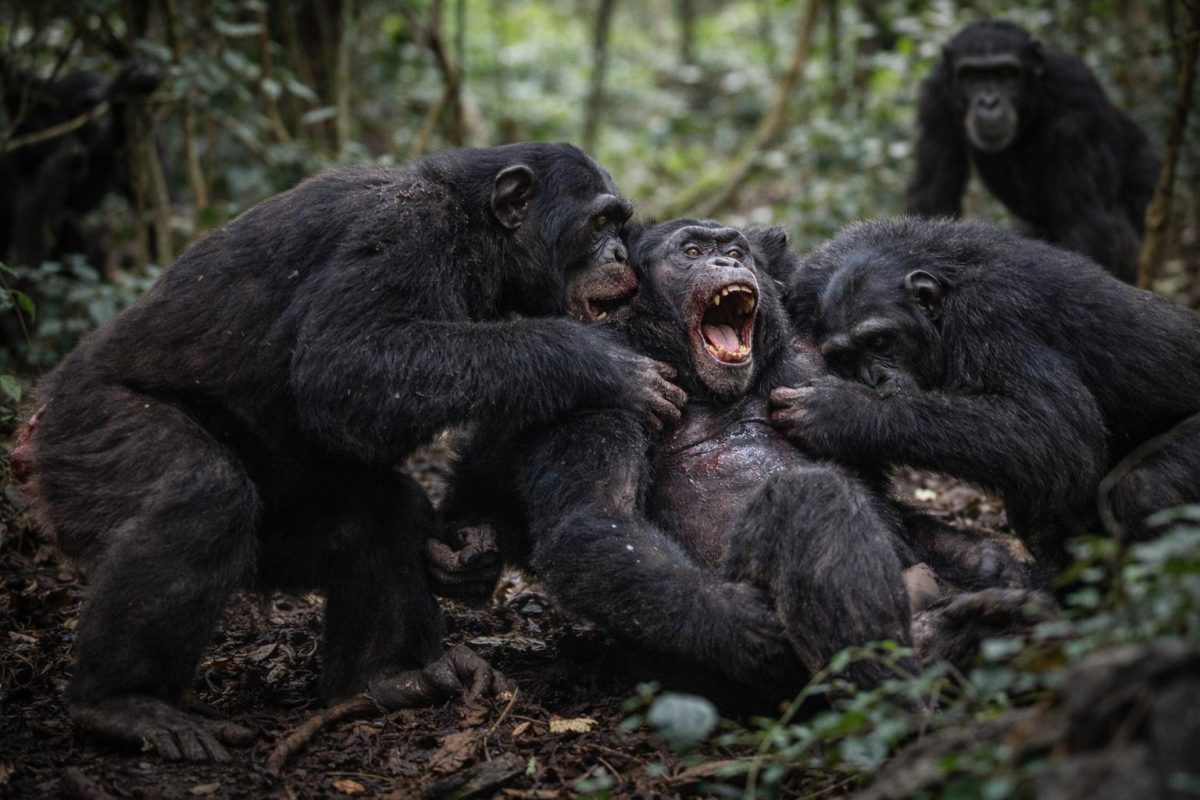 Šimpanze u Ugandi godinama u ratnom sukobu