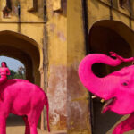 Uginuo slon obojen u rozo