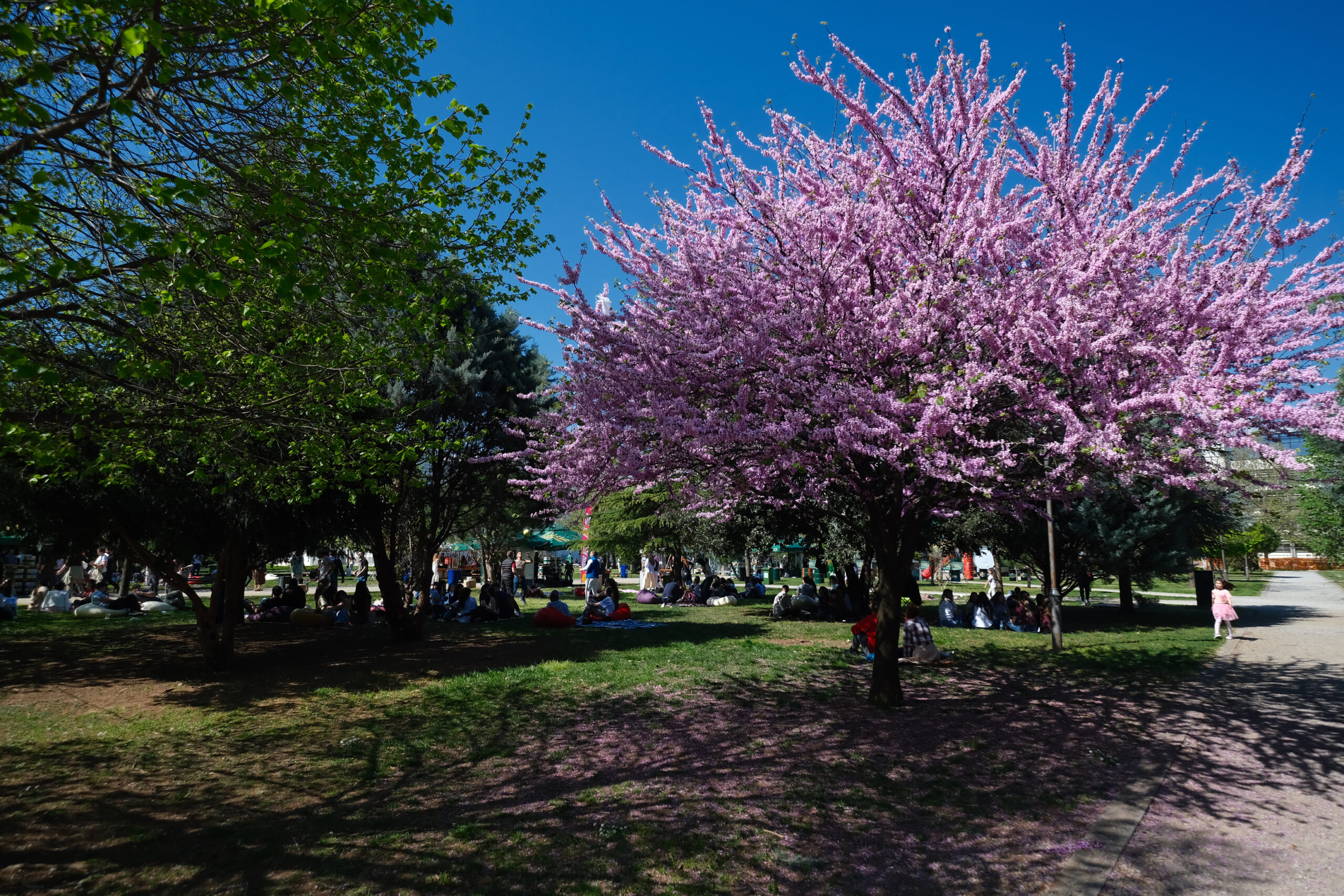 Podgorički piknik otvoren u znaku dobrog druženja i domaćih bendova